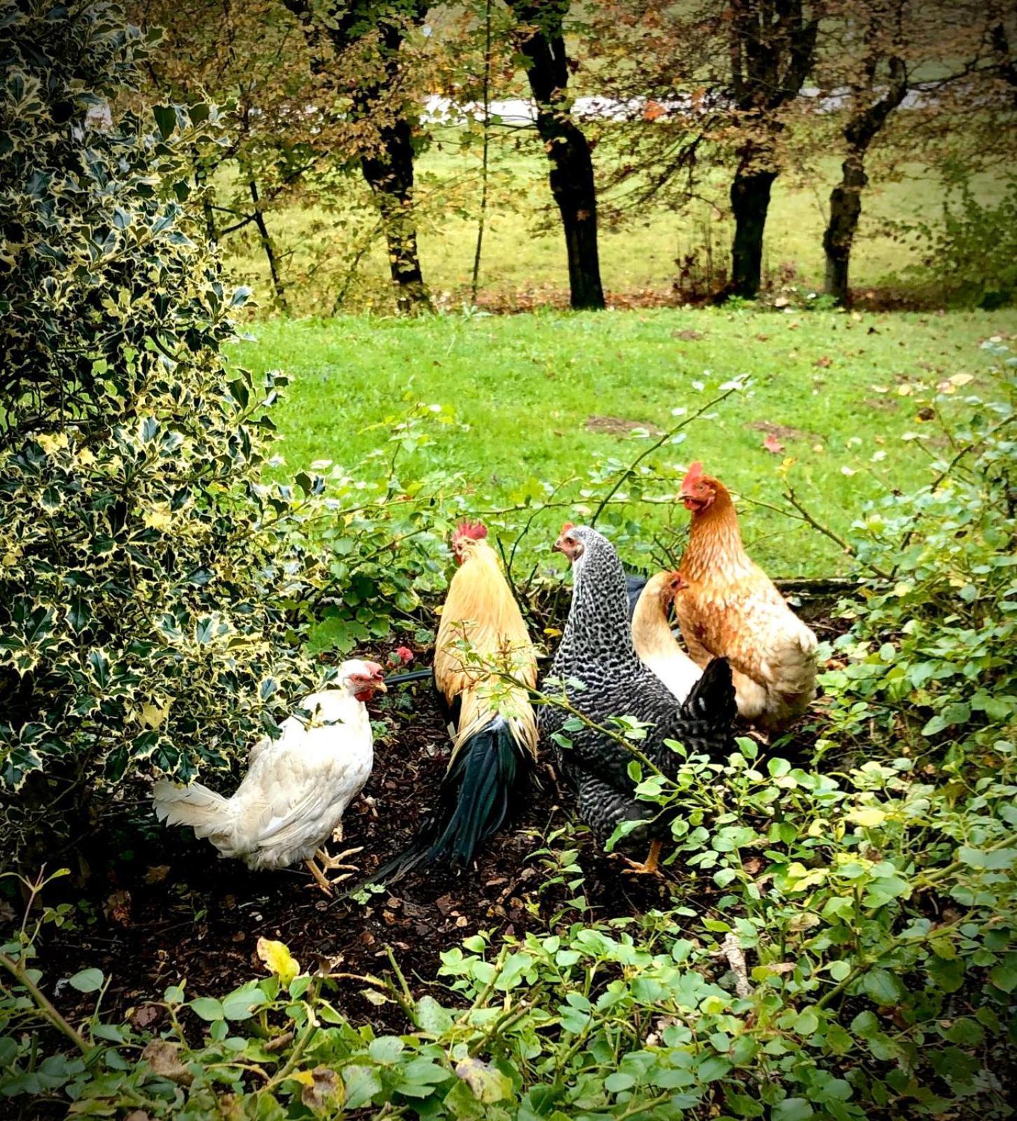 Villa Fiocco Sospirolo Bagian luar foto